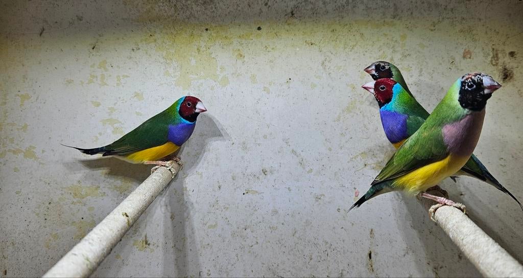 Gouldamadines, 4 koppels van 2025, Meerdere dieren