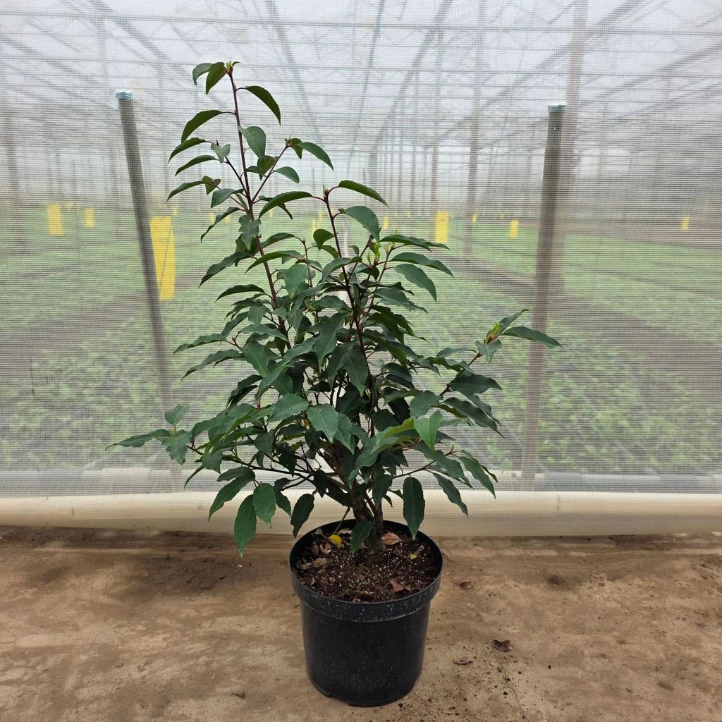 Portugese laurier, Ophalen, Laurier, Haag, 100 tot 250 cm