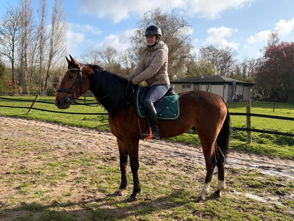 fantastisch mooi receatie paard, Dieren en Toebehoren, Paarden, Gechipt, Ruin, Zadelmak, 3 tot 6 jaar