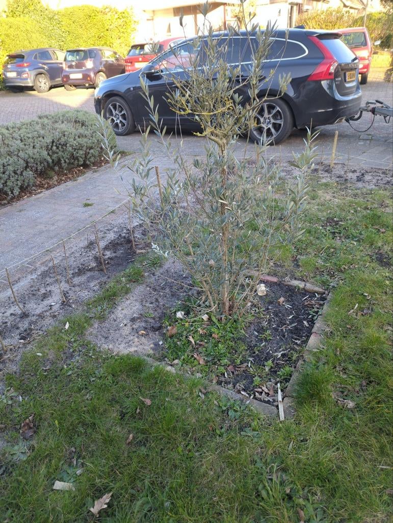 Gratis af te halen: olijfboom, Ophalen