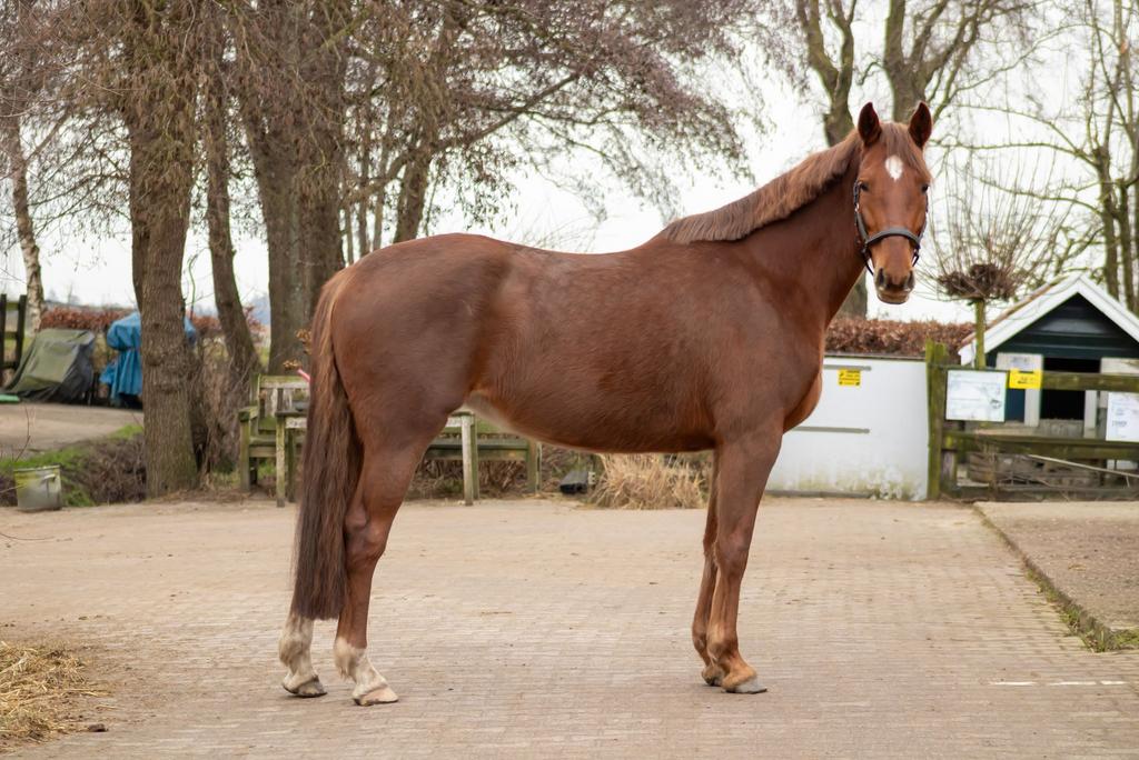 Te koop! 6jarige merrie It’s Otto x Little Rock, Merrie, Springpaard, Met stamboom, 3 tot 6 jaar