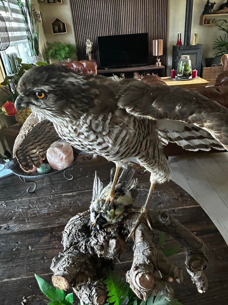 Opgezette Sperwer - Prachtig exemplaar, Verzamelen, Dierenverzamelingen, Ophalen, Gebruikt, Vogel, Opgezet dier