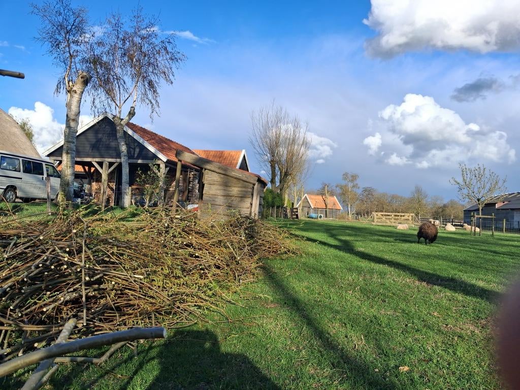 Gratis wilgentenen, als veevoer voor schapen, paarden, etc., Dieren en Toebehoren, Dierenvoeding, Ophalen, Vee