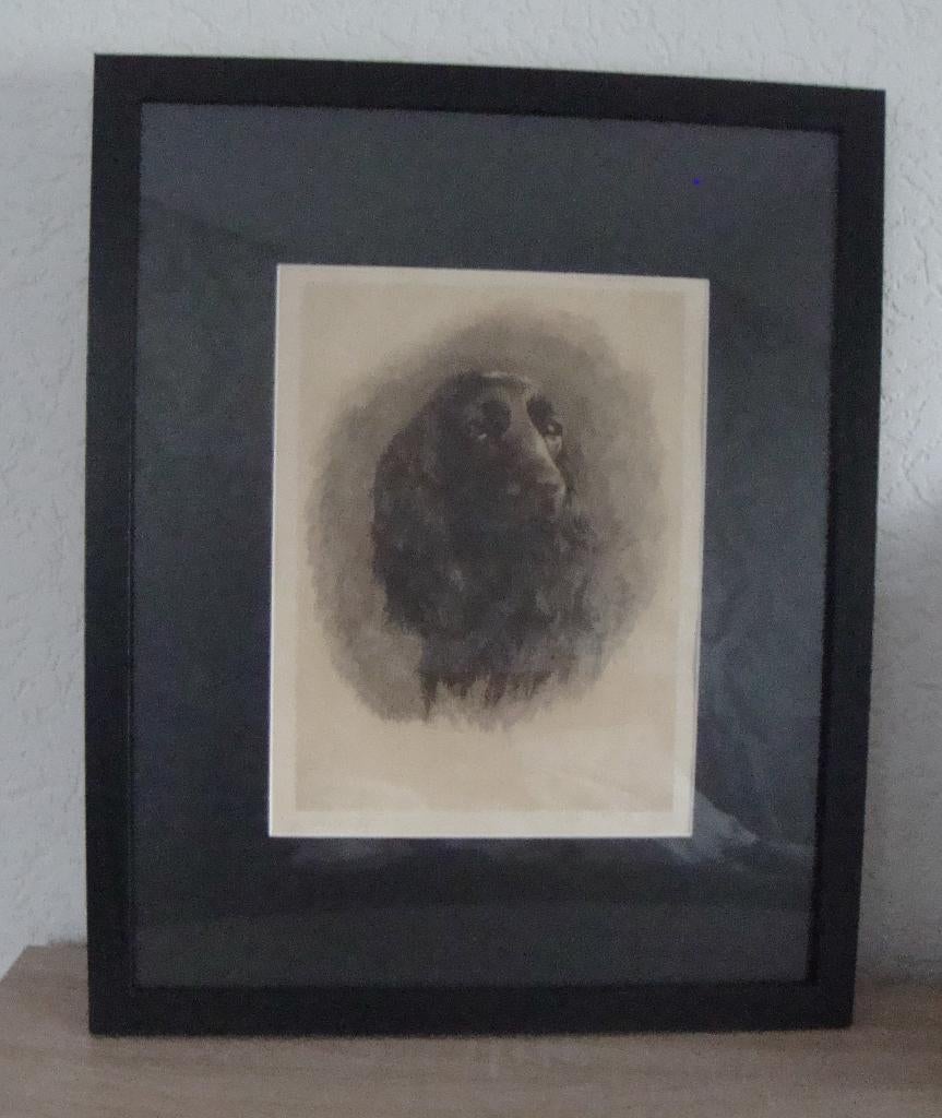 Claire Libiez '' Chien " - nieuw ingelijst, Ophalen of Verzenden