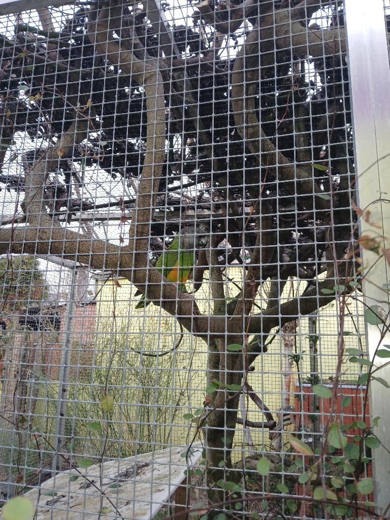 Bonte boer, Dieren en Toebehoren, Vogels | Parkieten en Papegaaien, Papegaai, Meerdere dieren, Tam, Geringd