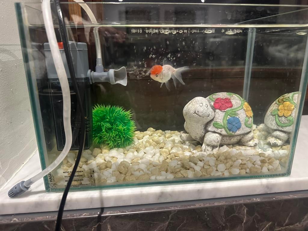 Viss komplet grais, Vis