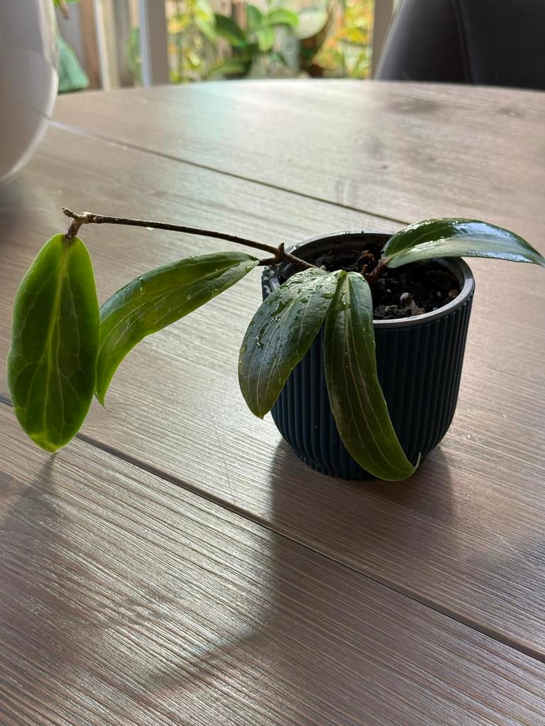 Hoya Soligamiana, Huis en Inrichting, Kamerplanten, Ophalen of Verzenden, Halfschaduw, Minder dan 100 cm