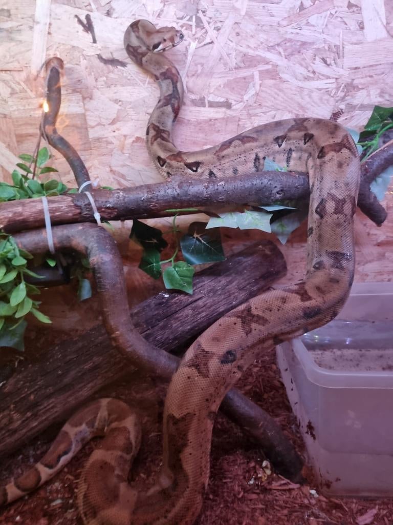 0.1 hypo jungle het kahl albino boa constrictor imperator, Dieren en Toebehoren, Slang, 3 tot 6 jaar