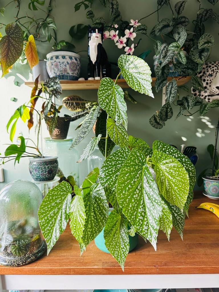 Begonia dichroa hybrid stek, Ophalen of Verzenden, Halfschaduw, Minder dan 100 cm