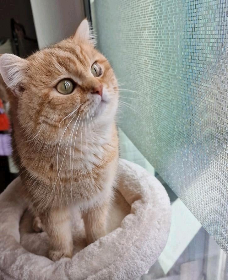 🐈 Britse Korthaar Dekkater | Black Golden | Ervaren, Dieren en Toebehoren, 0 tot 2 jaar