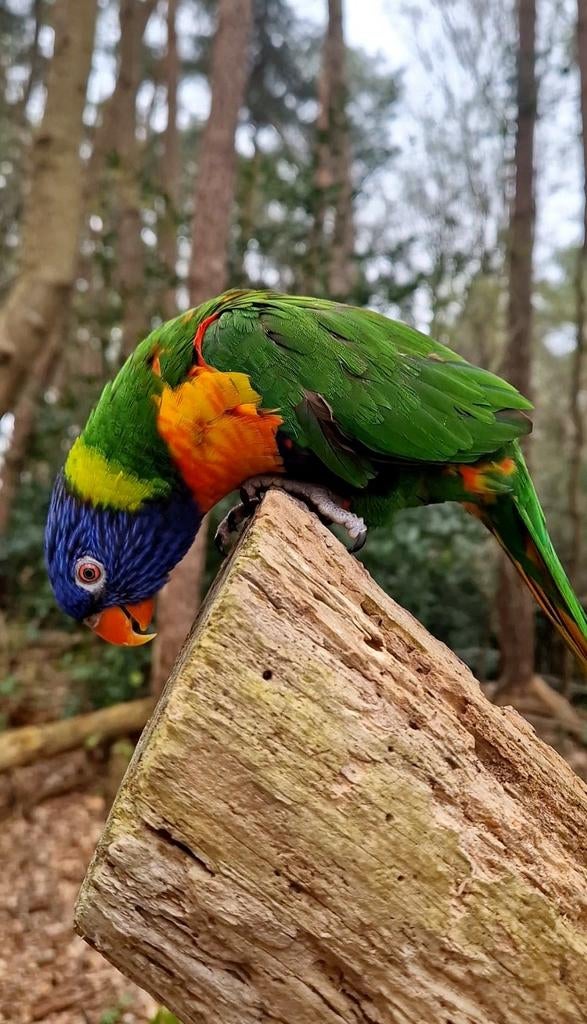 SUPER Mooie Tamme Lori (Pop), Dieren en Toebehoren, Vogels | Parkieten en Papegaaien, Vrouwelijk, Papegaai, Geringd