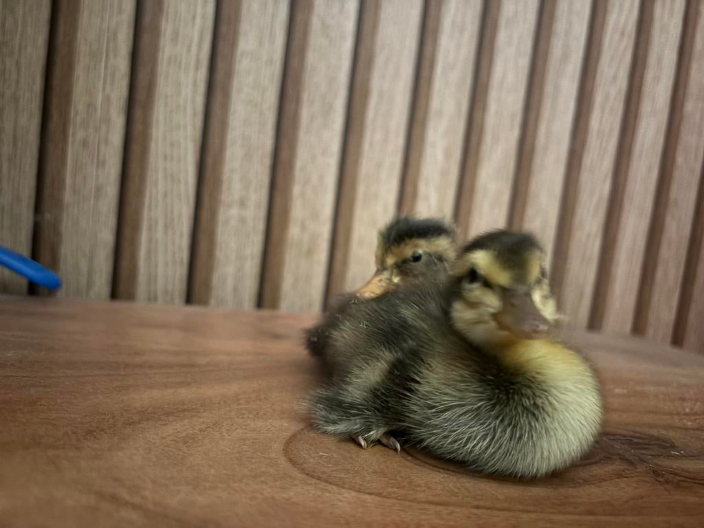 Jonge eendjes, Geslacht onbekend, Eend