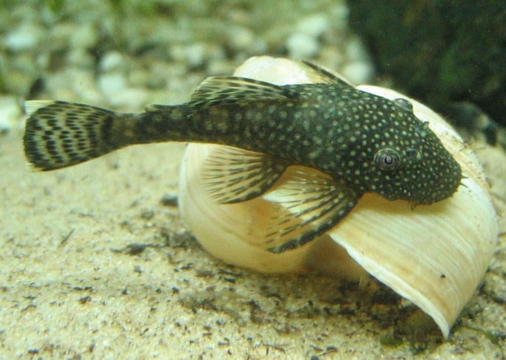 Algeneters & L- nummers opvang, Dieren en Toebehoren, Vissen | Aquariumvissen, Vis, Zoetwatervis