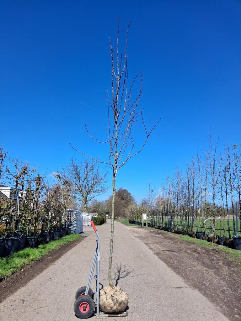 Crataegus persimilis 'Splendens' boom meidoorn boom, Ophalen of Verzenden, Lente, 250 tot 400 cm, Volle zon