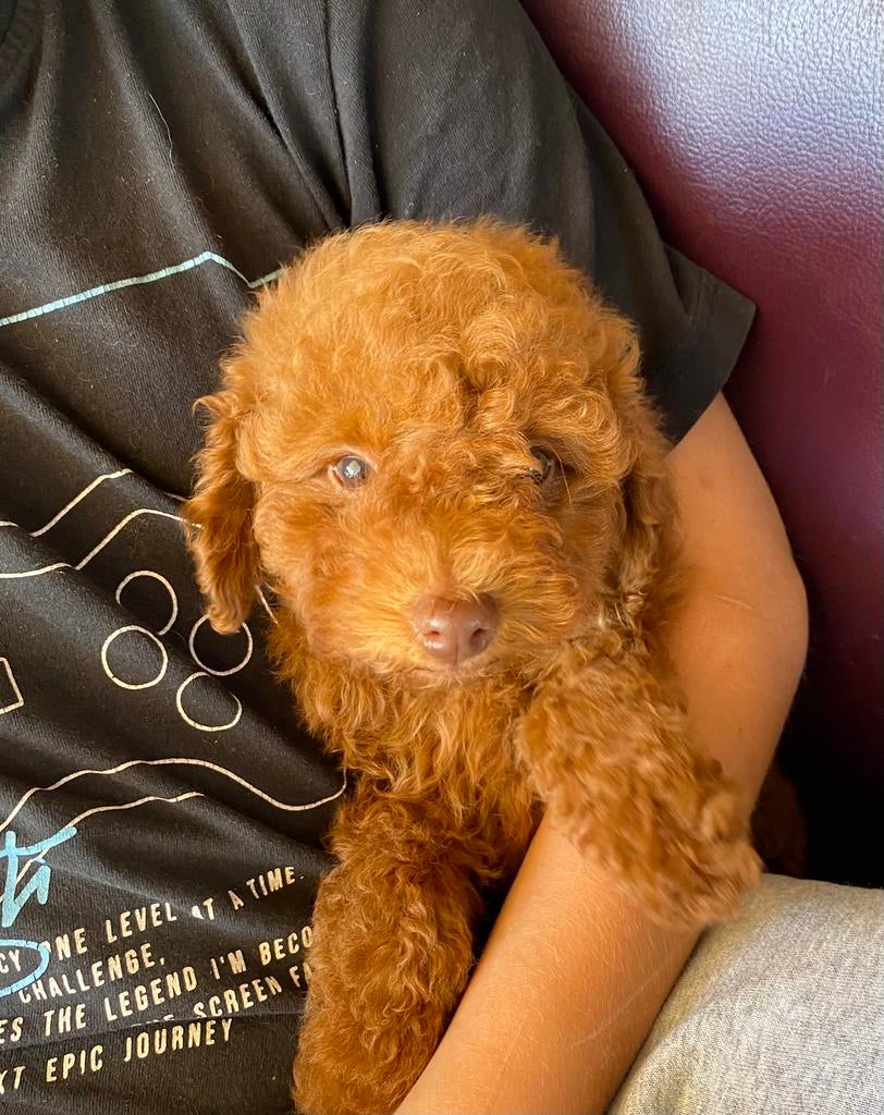 🩵🩵🩵TOY POEDEL reutje !! 🩵🩵🩵, Dieren en Toebehoren, Poedel, Fokker | Hobbymatig, 15 weken tot 1 jaar, Reu