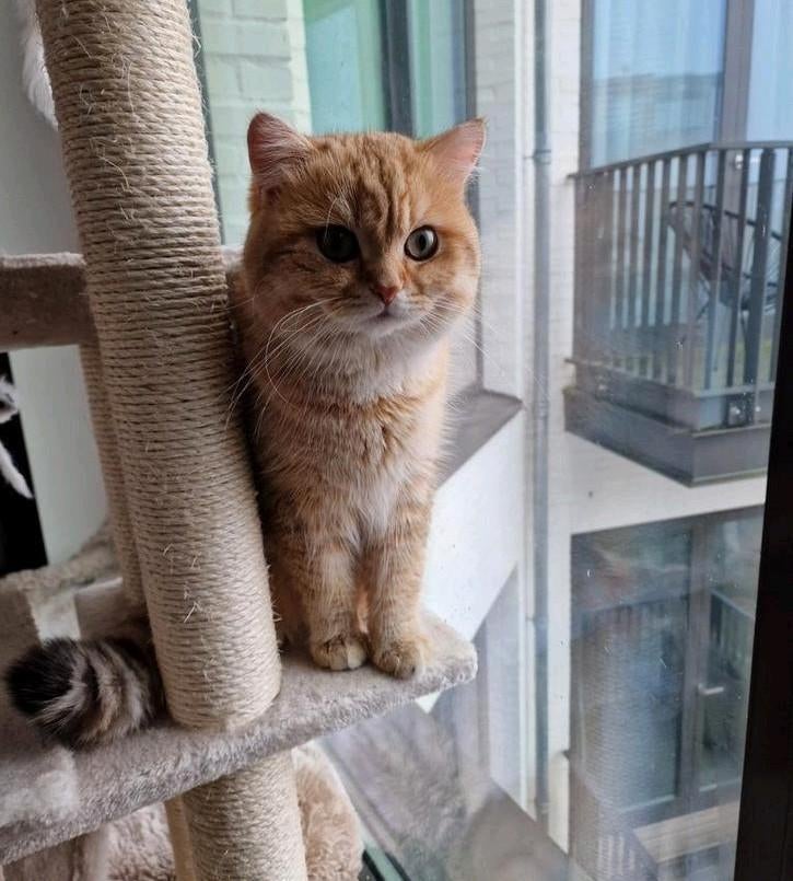 🐈 Britse Korthaar Dekkater | Black Golden | Ervaren, Dieren en Toebehoren, 0 tot 2 jaar