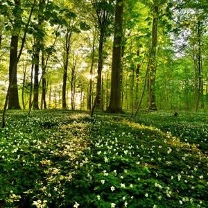 Te koop gevraagd, Ophalen of Verzenden, Zo goed als nieuw