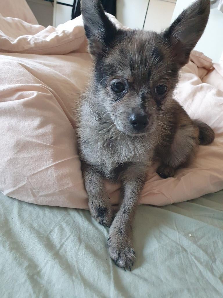 chihuahua, 1 tot 2 jaar, Parvo, Eén hond, Nederland