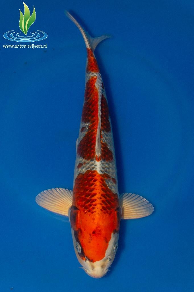 065 Kujaku, Karper of Koi