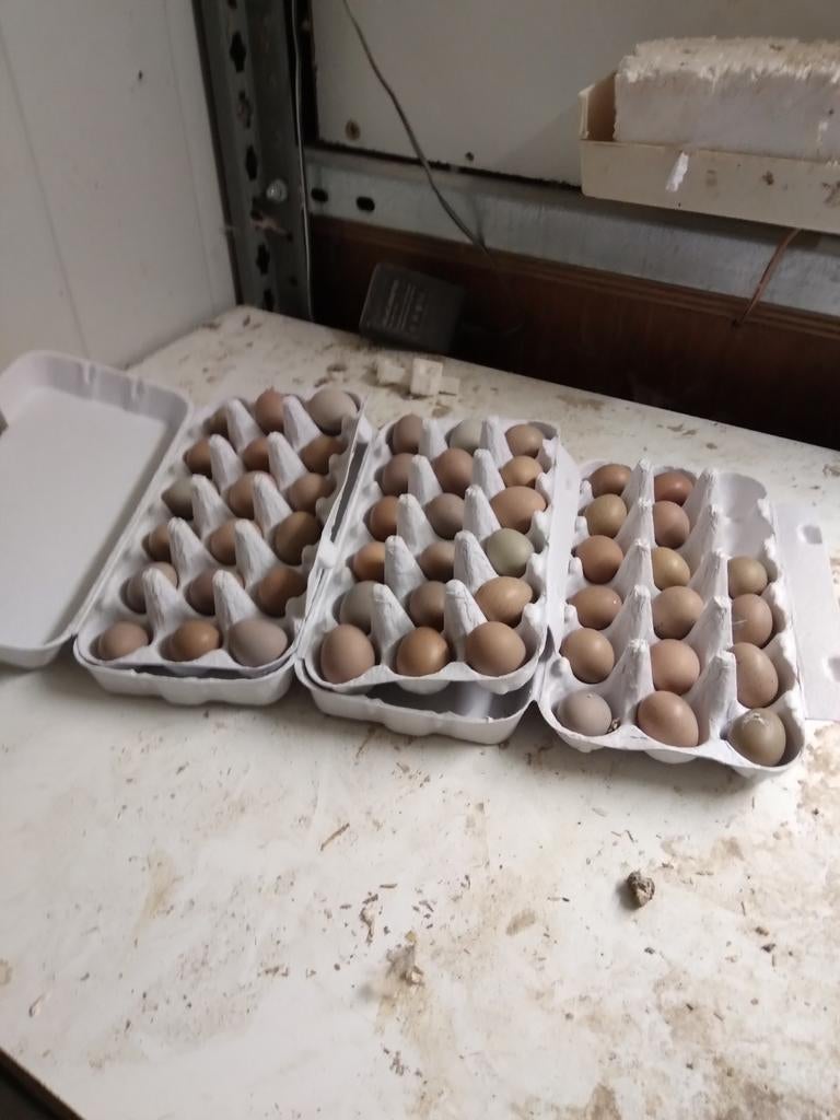 Broedeieren  van Chinese dwergkwartels en Japanse en Jumbo k, Dieren en Toebehoren, Geslacht onbekend, Overige soorten