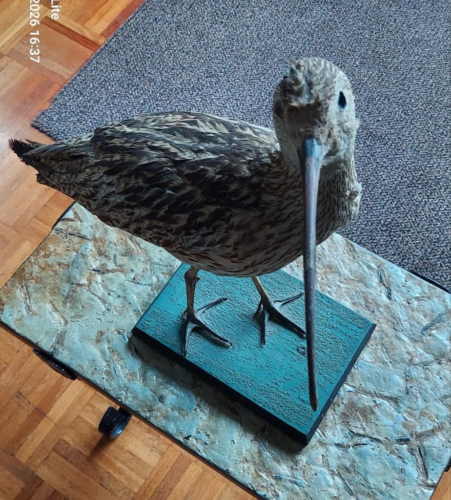 Opgezette vogel., Verzamelen, Dierenverzamelingen, Ophalen, Zo goed als nieuw, Vogel, Opgezet dier