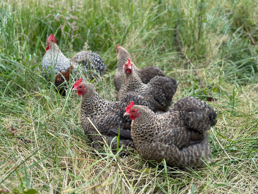 Jonge tamme Cochin kriel koekoek patrijs gesekst en ingeënt