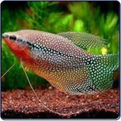 Diamantgoerami, Leeri, Cosbi , Blauwespat - mix bij Koidream, Dieren en Toebehoren, Vis, Zoetwatervis, Schoolvis