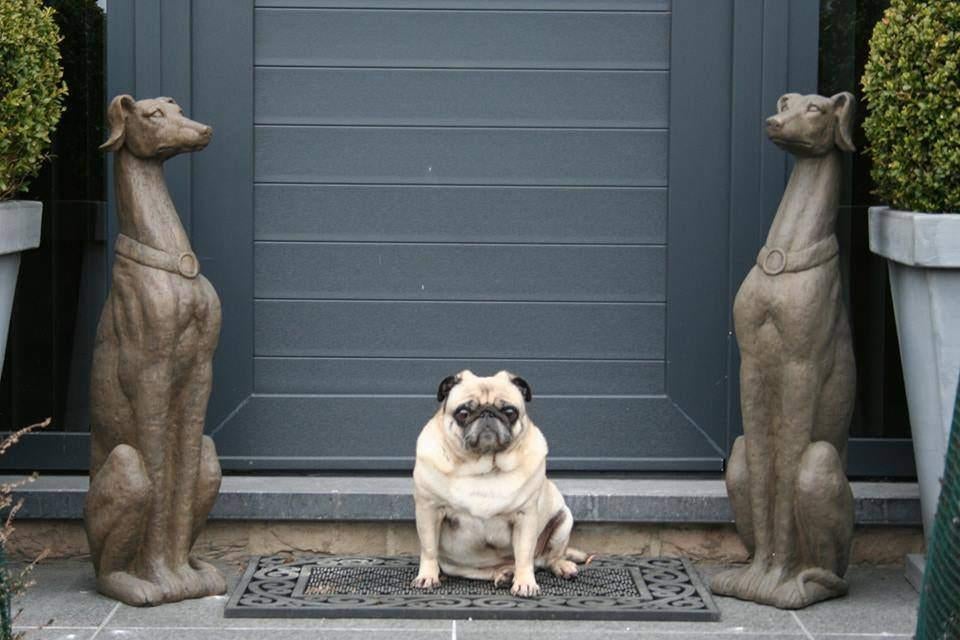 groot zittend hond windhond hazewindhond beeld, Ophalen of Verzenden