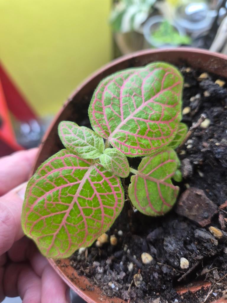 Fittonia Gigantea - Zeldzaam Botanisch Plantje, Huis en Inrichting, Kamerplanten, Ophalen