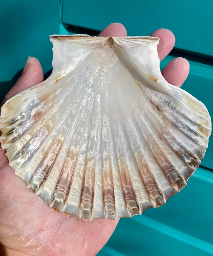 Grote Sint Jacobs schelpen 20 stuks Decoupage & Knutselen, Ophalen of Verzenden, Nieuw