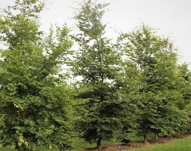 mooi gewortelde groene beuken bomen Fagus Sylvatica, Tuin en Terras, Planten | Bomen, Bloeit niet, Overige soorten, 250 tot 400 cm