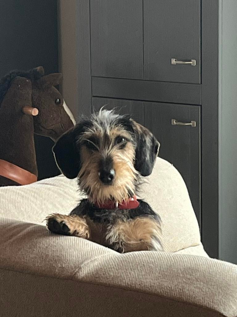 Mooie dekreu dwergteckel getijgerd ruwhaar, Reu, 1 tot 2 jaar, Parvo, Eén hond