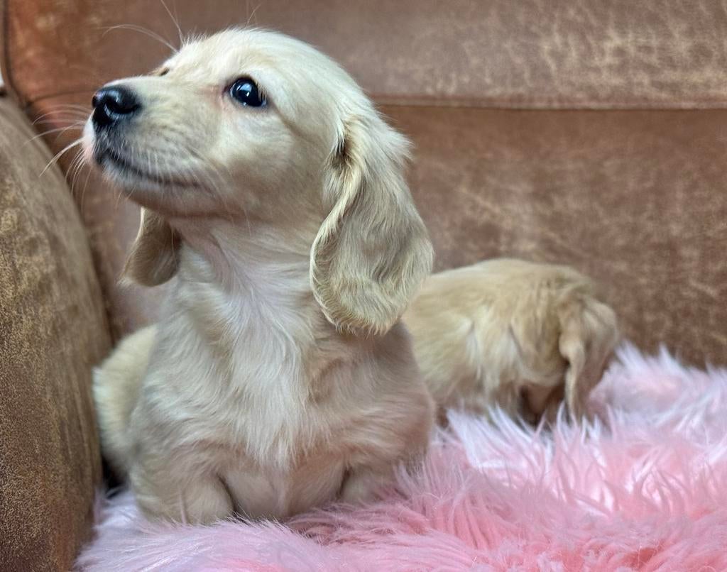 Exclusieve crème teckel pups – zeldzaam, top afstamming, Nederland, Parvo, 8 tot 15 weken, Dwerg