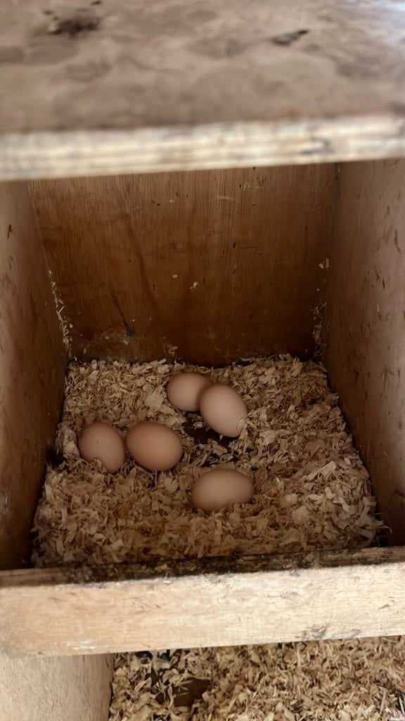 Broed eieren, Geslacht onbekend