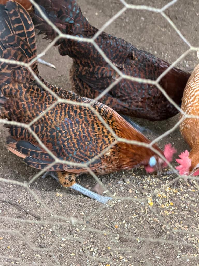 Te koop 3x friese hinnen(kippen), Dieren en Toebehoren, Pluimvee, Meerdere dieren, Kip