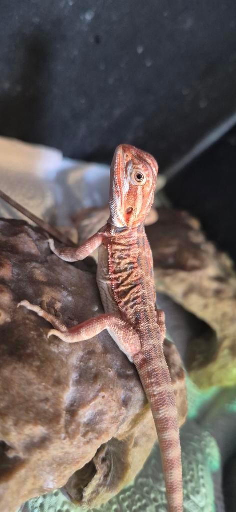Baardagaam Bearded Dragon - unknown for sale from Li