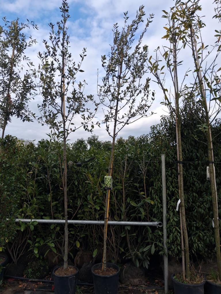 Steeneik (Quercus ilex) Hoogstam, bladhoudende bomen, Lente, 250 tot 400 cm, Volle zon, In pot