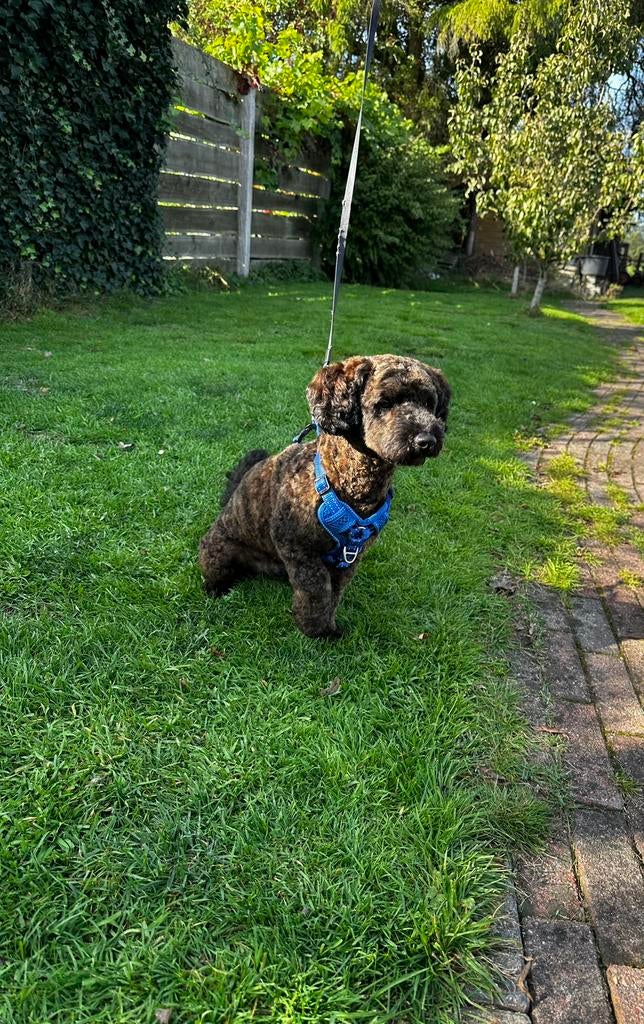 Maltipoo dekreu aangeboden, Reu, 1 tot 2 jaar, Eén hond, Nederland