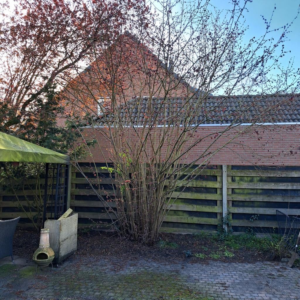 Gratis Hazelaar 2x zelf uitgraven., Ophalen, Overige soorten