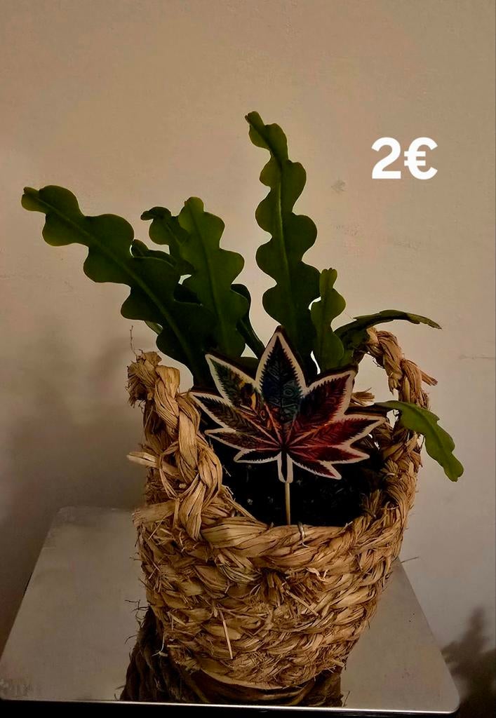 Rhipsalis plant in pot, Ophalen, Overige soorten, Volle zon