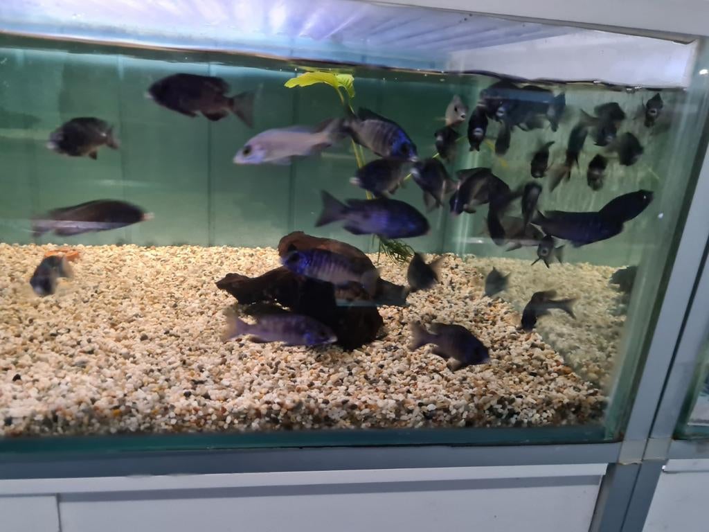 Placidochromis Phenochilus Mdoka White Lips Malawi Cichliden, Vis, Zoetwatervis