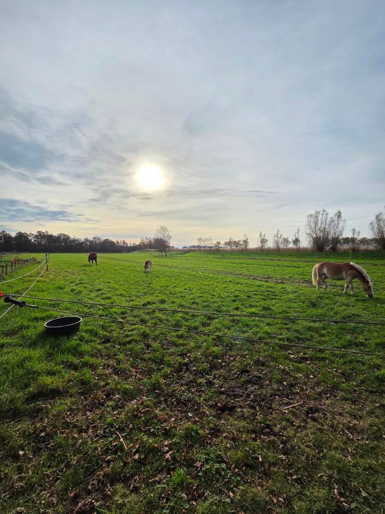 Weidegang beets, Weidegang