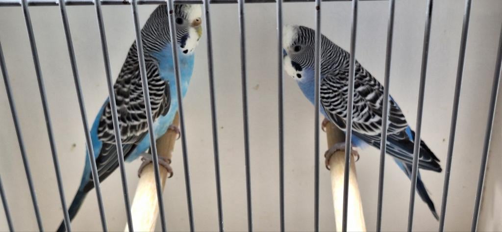 2 koppels en losse man split bf dun fallow, Meerdere dieren, Parkiet