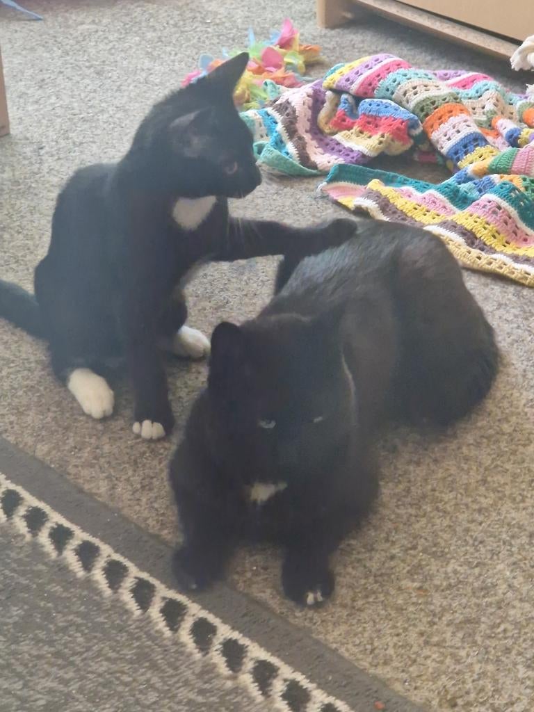 Katten, Dieren en Toebehoren, Katten en Kittens | Raskatten | Korthaar, Kater, 0 tot 2 jaar