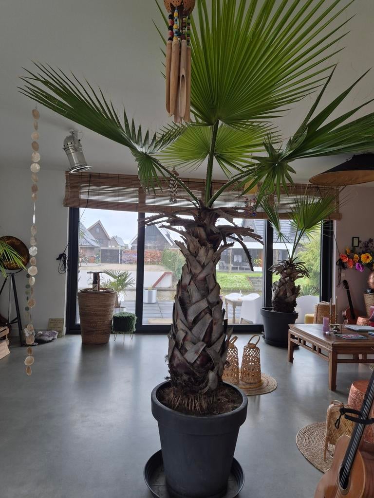Mooie palmboom, 100 tot 250 cm, Zomer, Palmboom, Ophalen