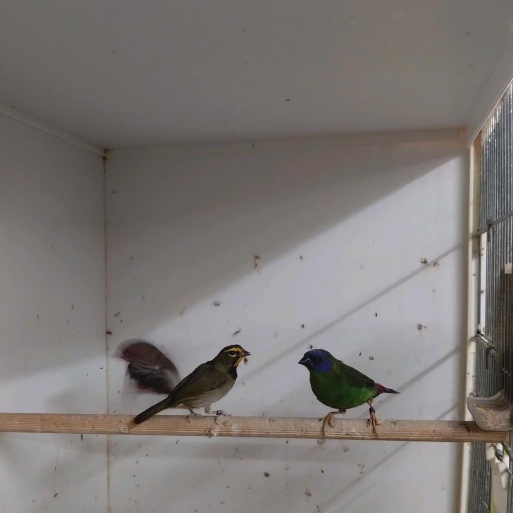 Grote cubavink, Mannelijk, Geringd