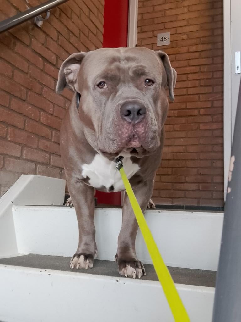 Bully XL reu 3 jaar, Reu, Eén hond, 3 tot 5 jaar, Nederland