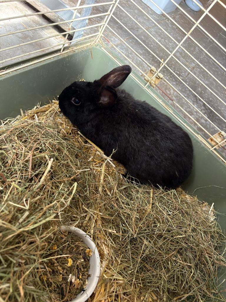 Konijn ram, Mannelijk