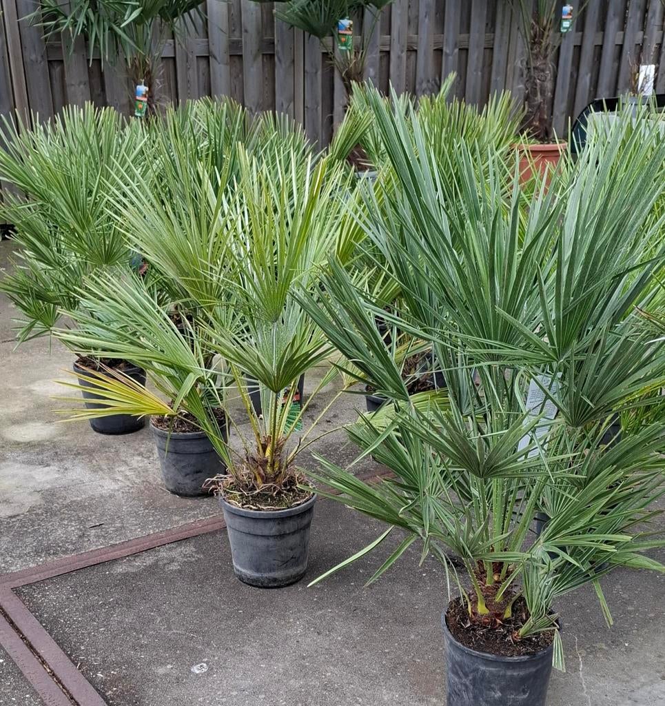 Chamerops humelis palm winterhard., 100 tot 250 cm, Zomer, Palmboom, Ophalen