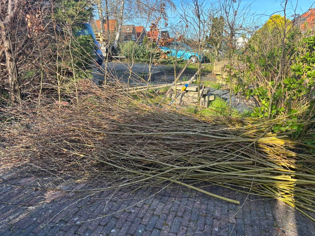 Wilgentakken gratis af te halen, Tuin en Terras, Ophalen, Nieuw
